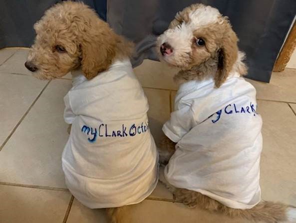 two labradoodle puppies wearing ctcLink teeshirts at Clark College